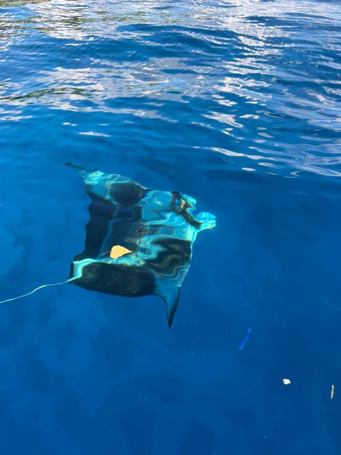 Manta Stay Thoddoo, Maldives Экстерьер фото